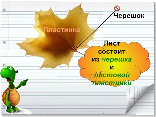 Лист состоит из черешка и листовой пластинки Черешок Пластинка