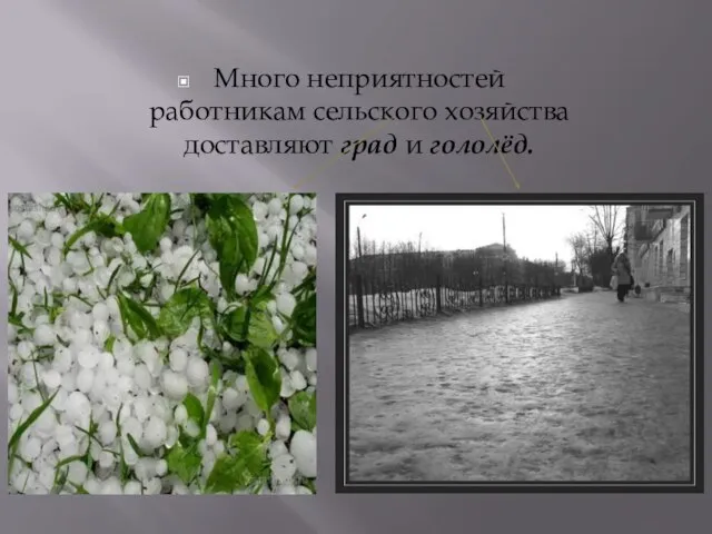 Много неприятностей работникам сельского хозяйства доставляют град и гололёд.