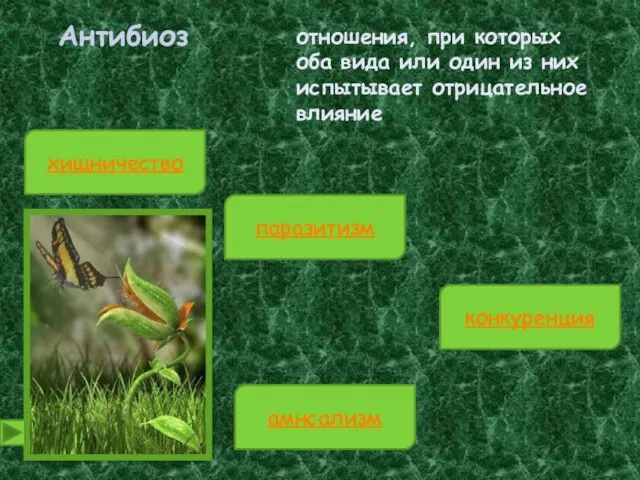 Антибиоз отношения, при которых оба вида или один из них испытывает отрицательное