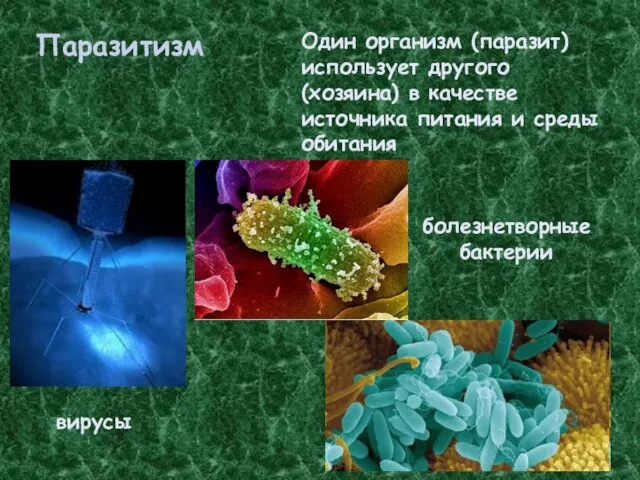 Паразитизм Один организм (паразит) использует другого (хозяина) в качестве источника питания и