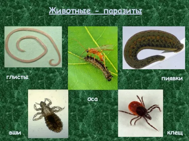 Животные - паразиты вши глисты пиявки клещ оса