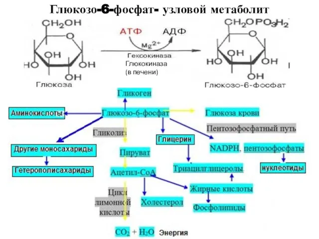 Глюкозо-6-фосфат- узловой метаболит Глюкокиназа (в печени)