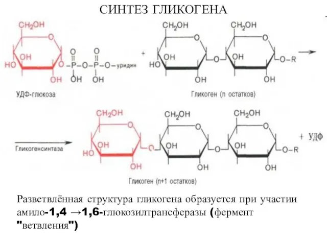 СИНТЕЗ ГЛИКОГЕНА Разветвлённая структура гликогена образуется при участии амило-1,4 →1,6-глюкозилтрансферазы (фермент "ветвления")
