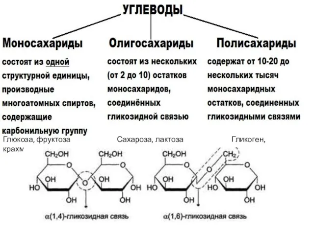 Глюкоза, фруктоза Сахароза, лактоза Гликоген, крахмал