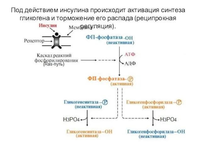 Под действием инсулина происходит активация синтеза гликогена и торможение его распада (реципрокная регуляция).