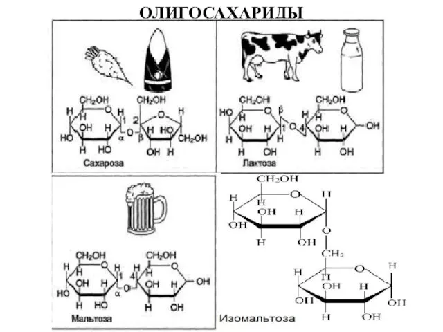 ОЛИГОСАХАРИДЫ