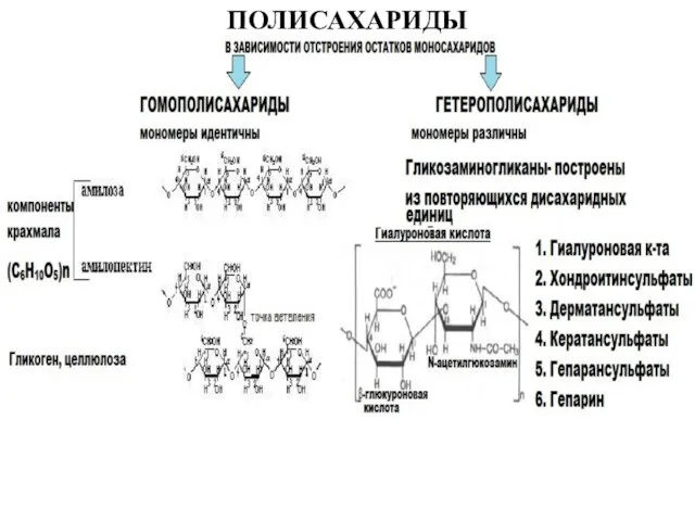 ПОЛИСАХАРИДЫ