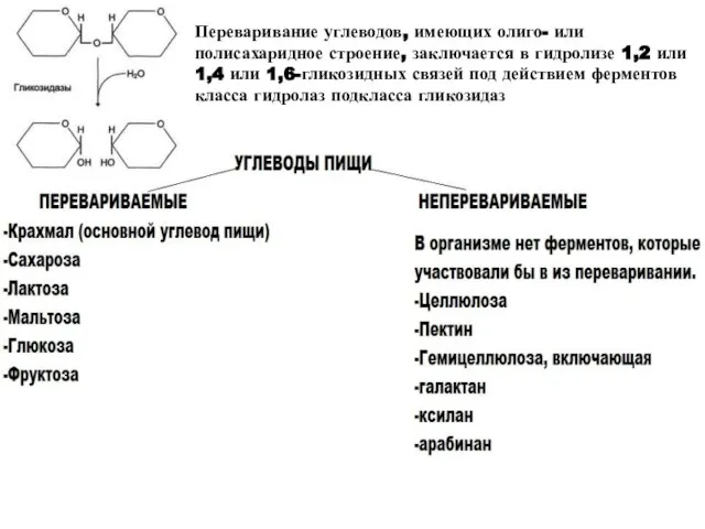 Переваривание углеводов, имеющих олиго- или полисахаридное строение, заключается в гидролизе 1,2 или