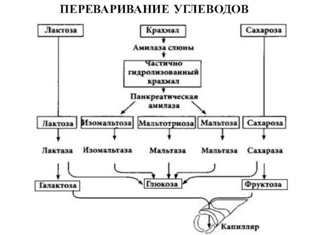 ПЕРЕВАРИВАНИЕ УГЛЕВОДОВ