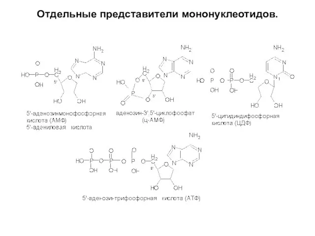 Отдельные представители мононуклеотидов.