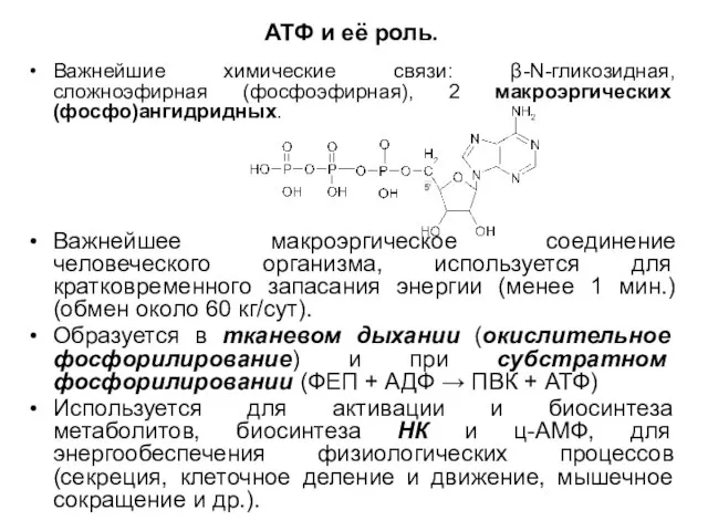АТФ и её роль. Важнейшие химические связи: β-N-гликозидная, сложноэфирная (фосфоэфирная), 2 макроэргических