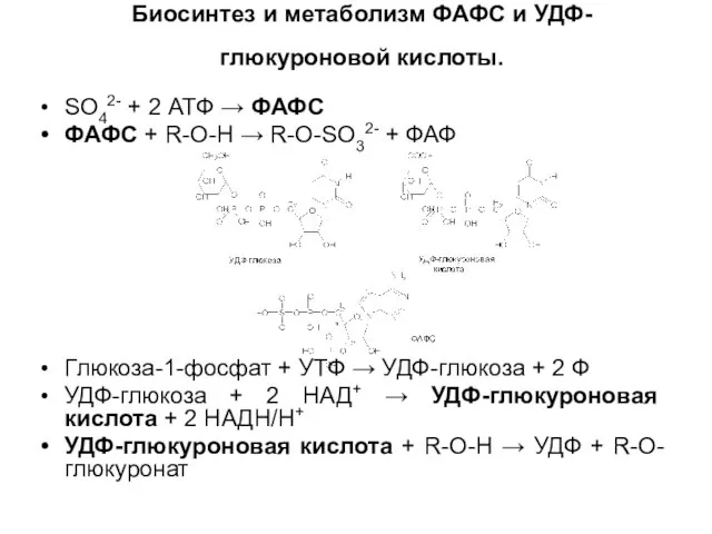 Биосинтез и метаболизм ФАФС и УДФ-глюкуроновой кислоты. SO42- + 2 АТФ →