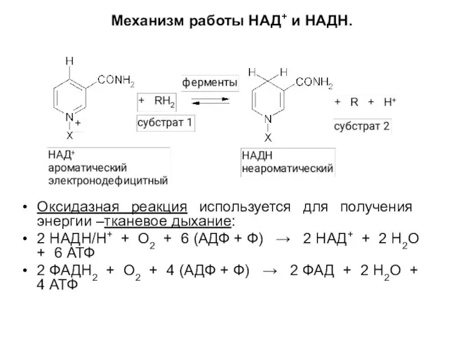 Механизм работы НАД+ и НАДН. Оксидазная реакция используется для получения энергии –тканевое