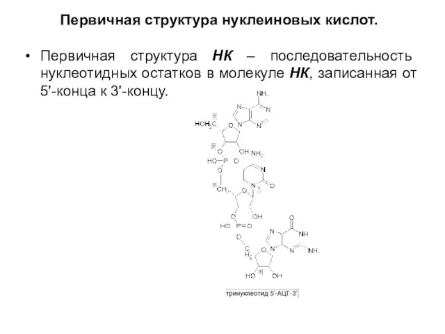 Первичная структура нуклеиновых кислот. Первичная структура НК – последовательность нуклеотидных остатков в