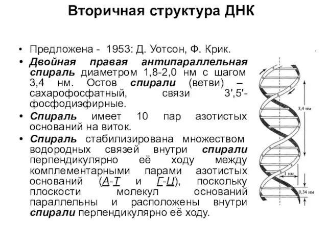 Вторичная структура ДНК Предложена - 1953: Д. Уотсон, Ф. Крик. Двойная правая