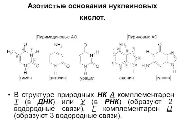 Азотистые основания нуклеиновых кислот. В структуре природных НК А комплементарен Т (в