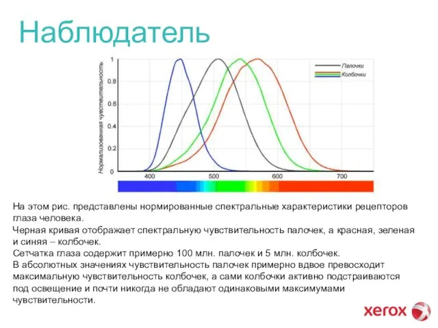 Наблюдатель На этом рис. представлены нормированные спектральные характеристики рецепторов глаза человека. Черная