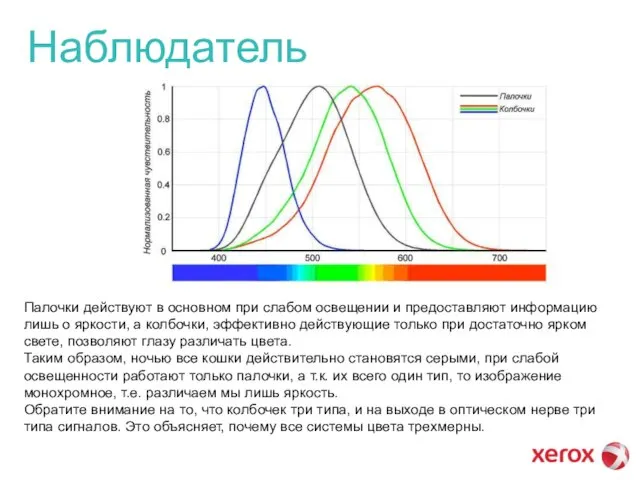 Наблюдатель Палочки действуют в основном при слабом освещении и предоставляют информацию лишь