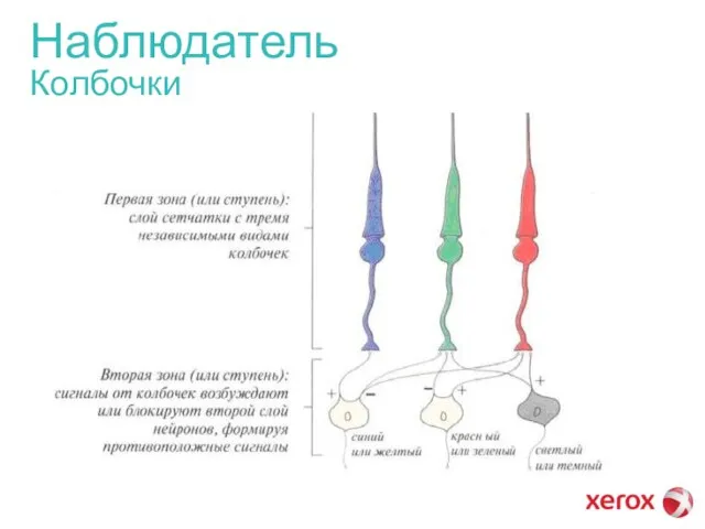 Наблюдатель Колбочки