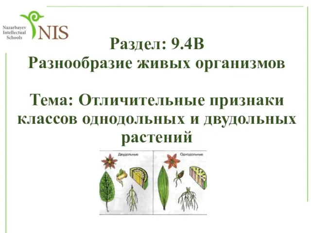 Раздел: 9.4B Разнообразие живых организмов Тема: Отличительные признаки классов однодольных и двудольных растений