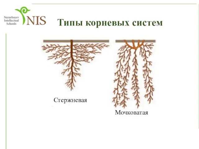 Типы корневых систем Стержневая Мочковатая