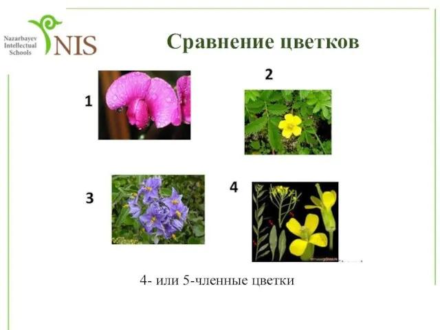 Сравнение цветков 4- или 5-членные цветки