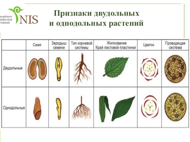 Признаки двудольных и однодольных растений
