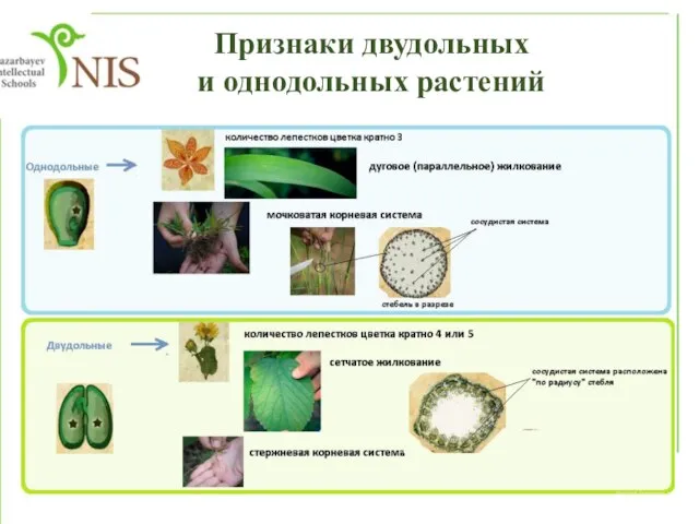 Признаки двудольных и однодольных растений