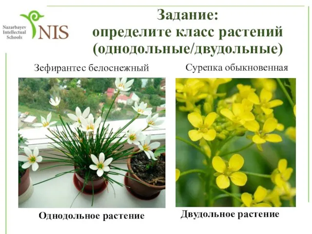 Задание: определите класс растений (однодольные/двудольные) Зефирантес белоснежный Однодольное растение Сурепка обыкновенная Двудольное растение