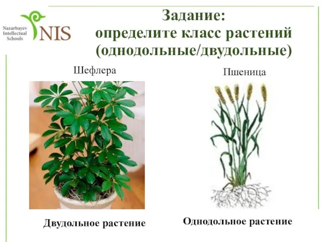 Задание: определите класс растений (однодольные/двудольные) Шефлера Двудольное растение Пшеница Однодольное растение
