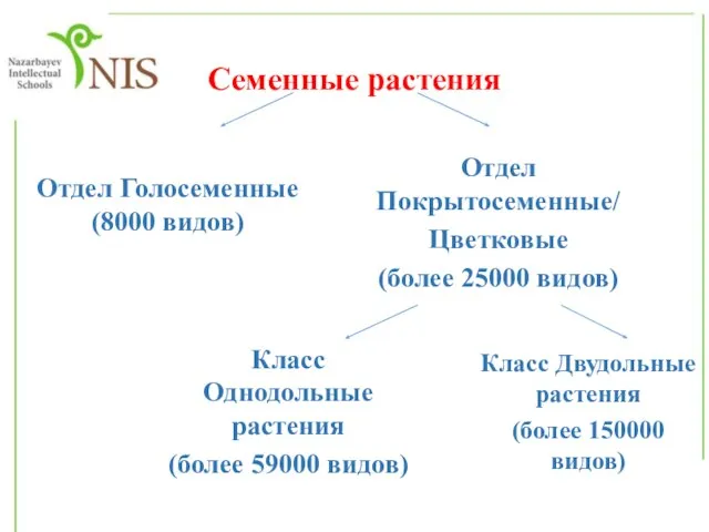 Семенные растения Отдел Голосеменные (8000 видов) Отдел Покрытосеменные/ Цветковые (более 25000 видов)