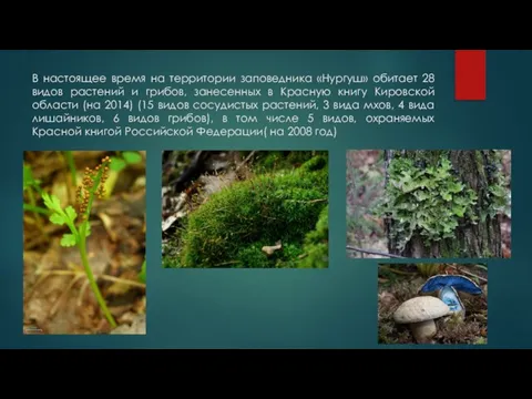 В настоящее время на территории заповедника «Нургуш» обитает 28 видов растений и