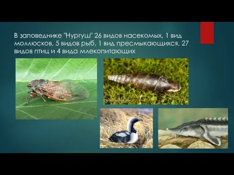 В заповеднике "Нургуш" 26 видов насекомых, 1 вид моллюсков, 5 видов рыб,