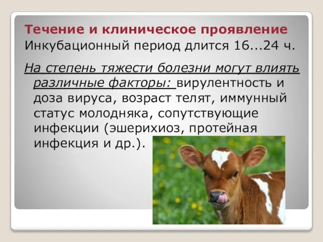 Течение и клиническое проявление Инкубационный период длится 16...24 ч. На степень тяжести