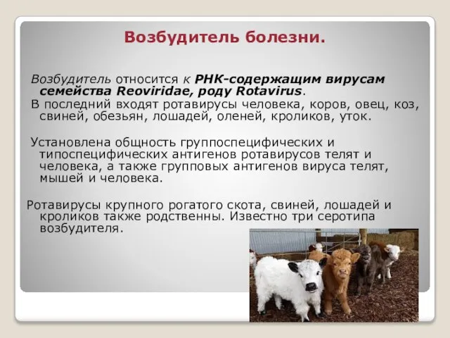 Возбудитель болезни. Возбудитель относится к РНК-содержащим вирусам семейства Reoviridae, роду Rotavirus. В