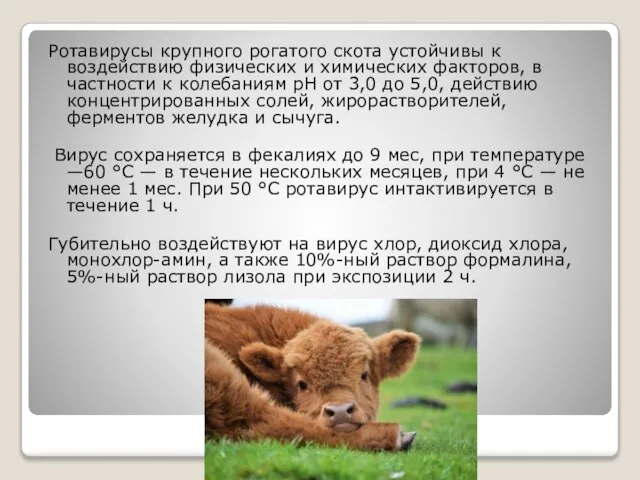 Ротавирусы крупного рогатого скота устойчивы к воздействию физических и химических факторов, в