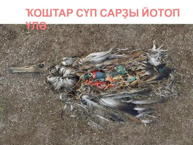 ҠОШТАР СҮП САРҘЫ ЙОТОП ҮЛӘ