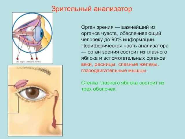 Зрительный анализатор Орган зрения — важнейший из органов чувств, обеспечивающий человеку до