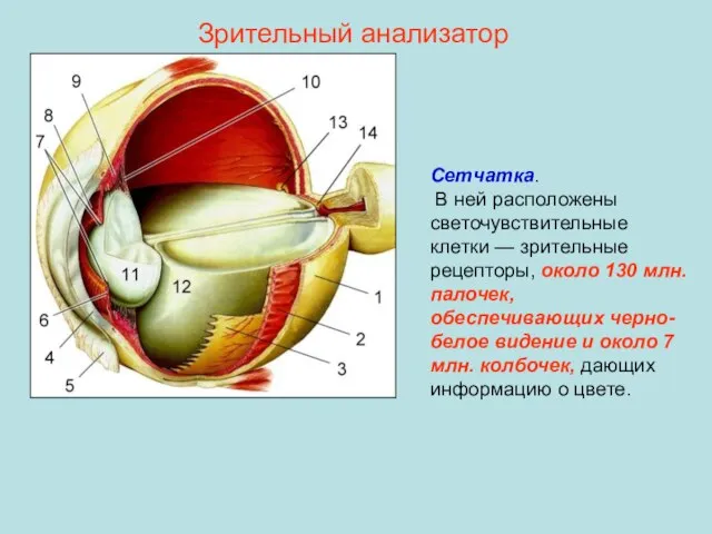 Сетчатка. В ней расположены светочувствительные клетки — зрительные рецепторы, около 130 млн.