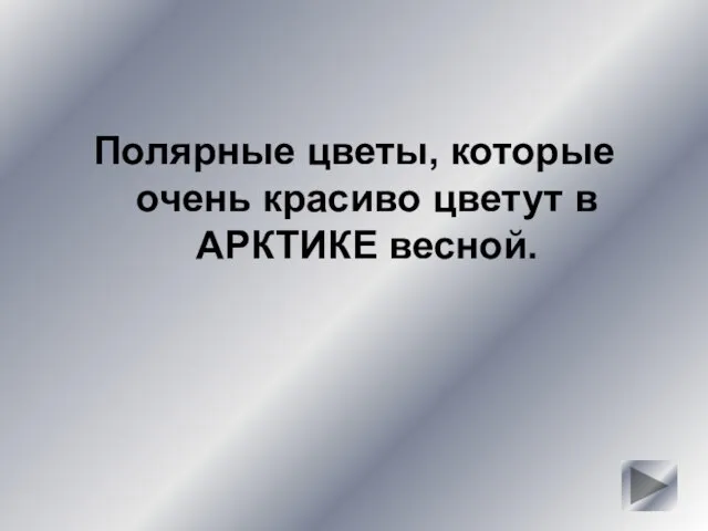 Полярные цветы, которые очень красиво цветут в АРКТИКЕ весной.