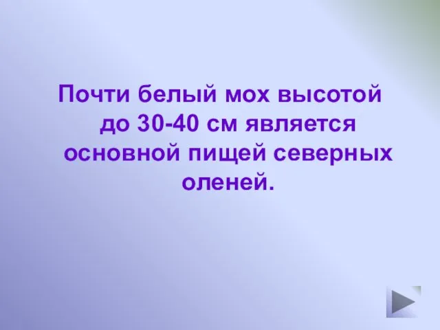 Почти белый мох высотой до 30-40 см является основной пищей северных оленей.