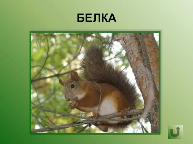 БЕЛКА