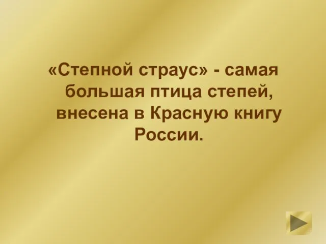 «Степной страус» - самая большая птица степей, внесена в Красную книгу России.