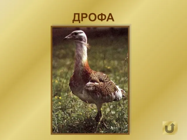 ДРОФА