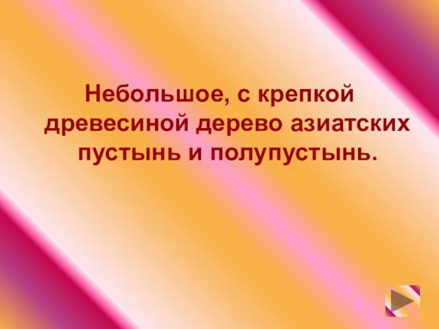 Небольшое, с крепкой древесиной дерево азиатских пустынь и полупустынь.