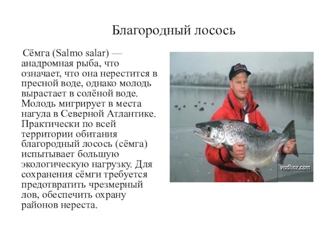 Благородный лосось Сёмга (Salmo salar) —анадромная рыба, что означает, что она нерестится