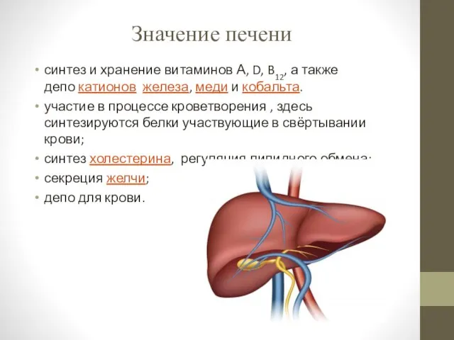 Значение печени синтез и хранение витаминов А, D, B12, а также депо