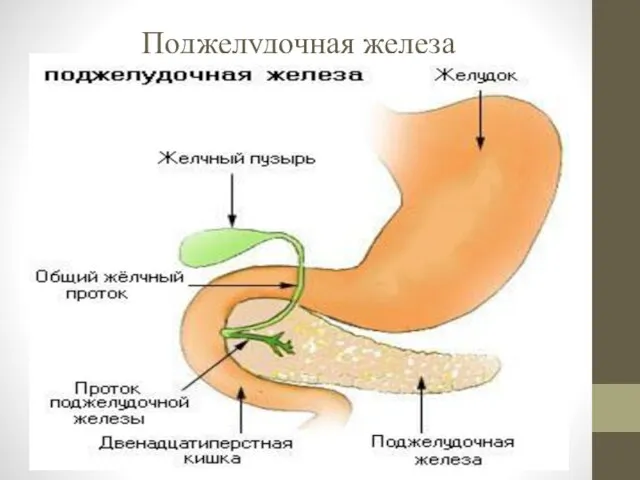 Поджелудочная железа