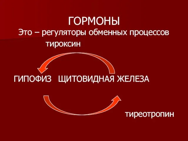 Это – регуляторы обменных процессов тироксин ГИПОФИЗ ЩИТОВИДНАЯ ЖЕЛЕЗА тиреотропин ГОРМОНЫ