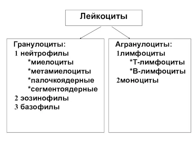 Лейкоциты Гранулоциты: нейтрофилы *миелоциты *метамиелоциты *палочкоядерные *сегментоядерные эозинофилы базофилы Агранулоциты: лимфоциты *Т-лимфоциты *В-лимфоциты моноциты